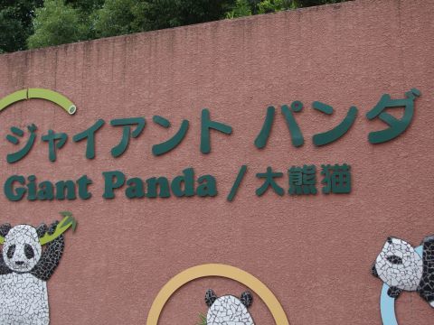 ではさっそく大熊猫を見にいきましょう。