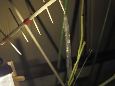 ツルバラの茎に付いた水が凍って積もっていき、最終的に爪楊枝の先端とつながった、という状態のようです。