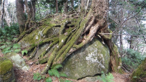 岩を巻き込む根