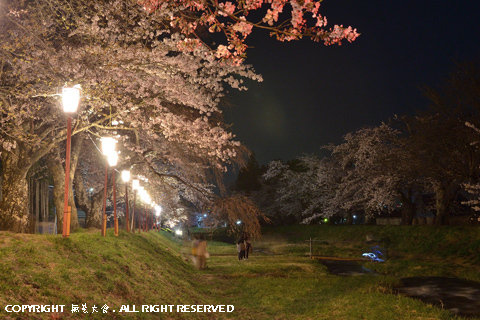 観音寺川の夜桜 #1