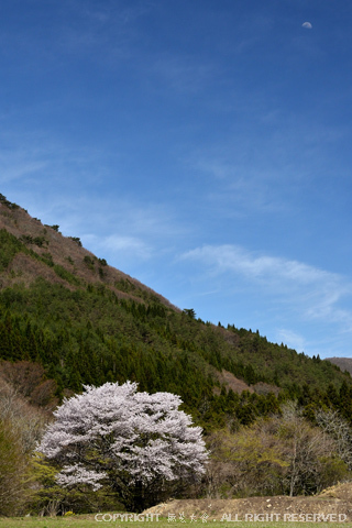 晴天月下の山桜