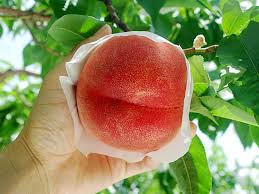 japan peach