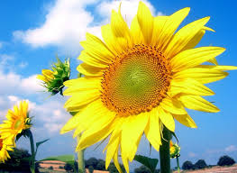sun flower kibou