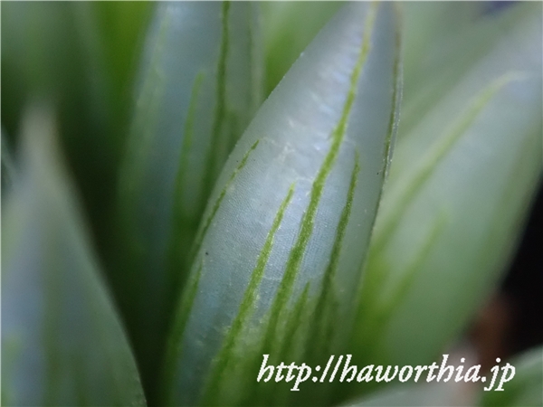Haworthia klipensis