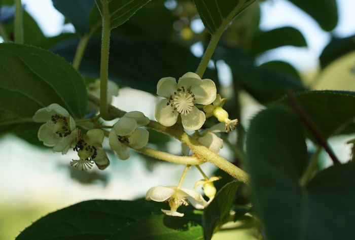 猿梨の花172
