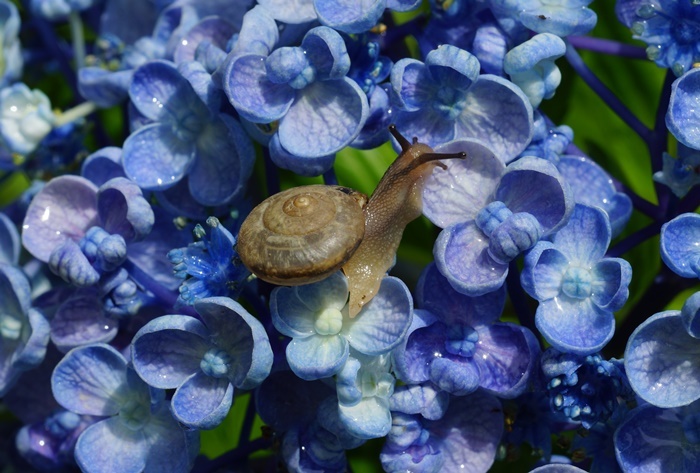お多福紫陽花にカタツムリ