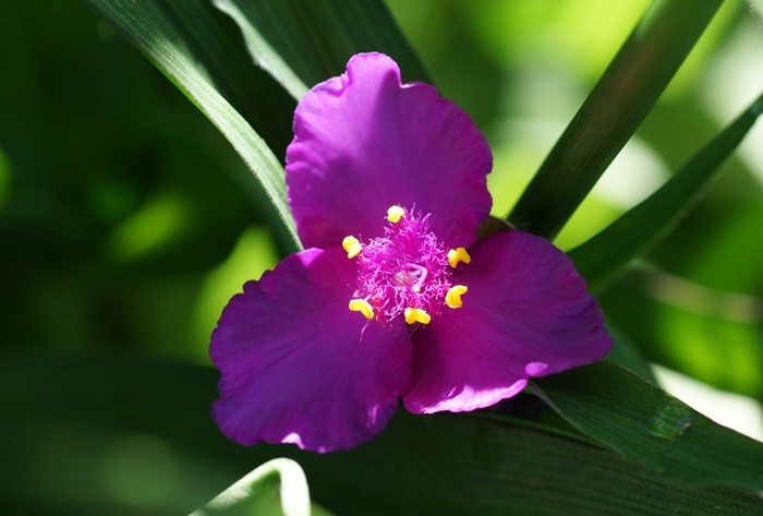 紫露草175