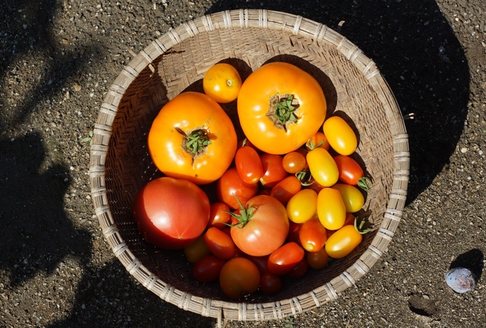 トマトの収穫171