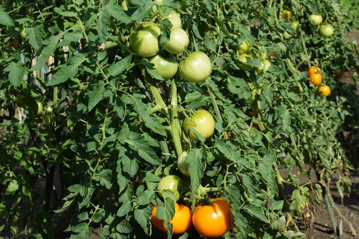 大玉トマト172