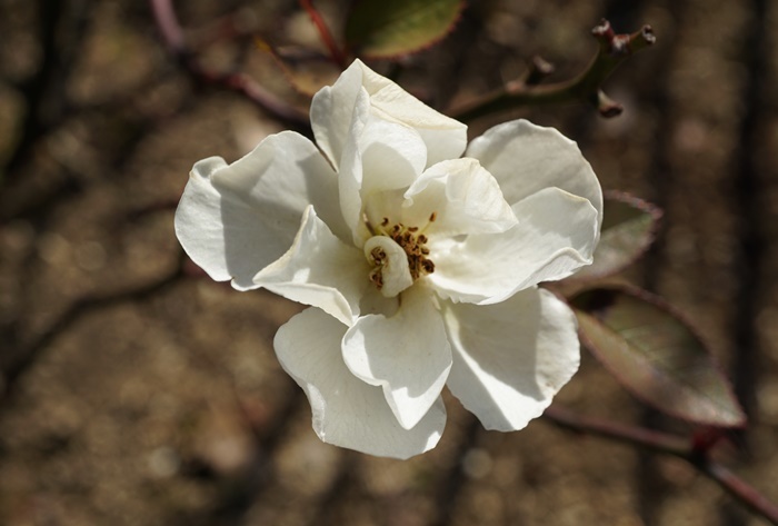 白い冬薔薇172