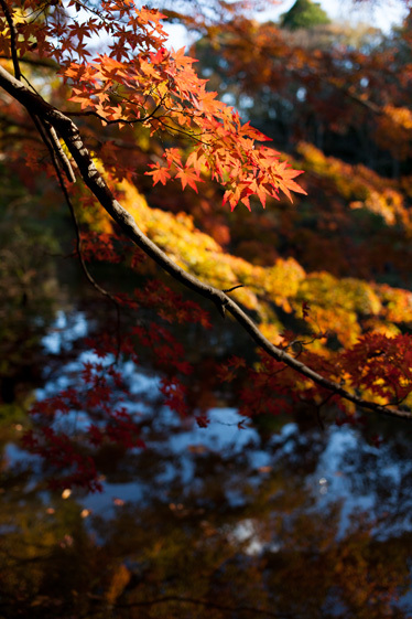 泉自然公園の紅葉