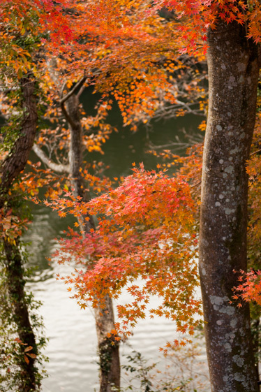 片倉ダム笹川湖畔の紅葉
