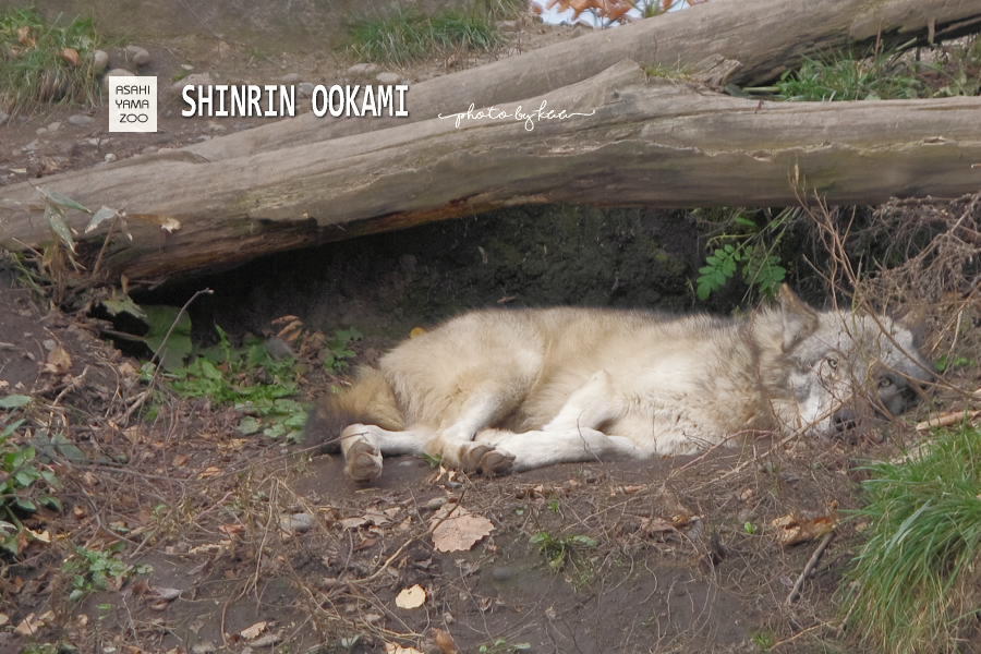 旭山動物園－森林オオカミ