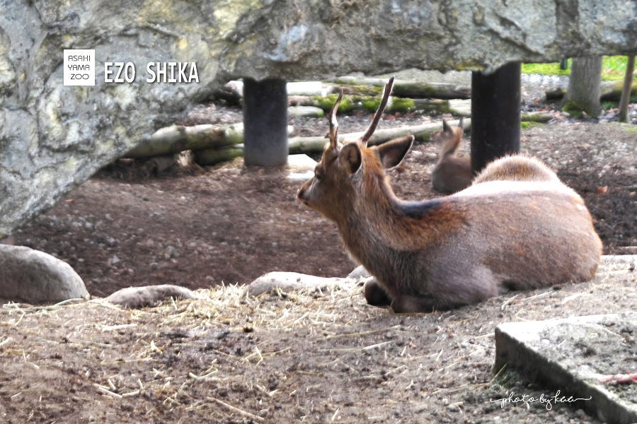 旭山動物園－エゾシカ３