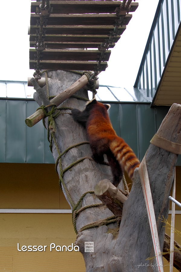 旭山動物園 レッサーパンダ１