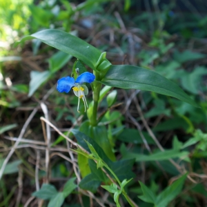 小さい青い花
