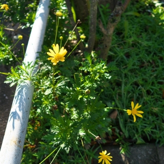 道ばたの黄色い花