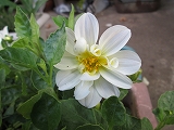 白い花１