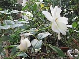 白い花3