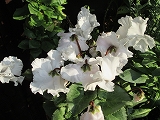 白い花4