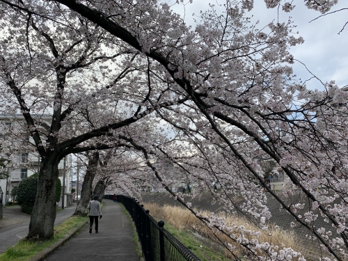 3.23桜2