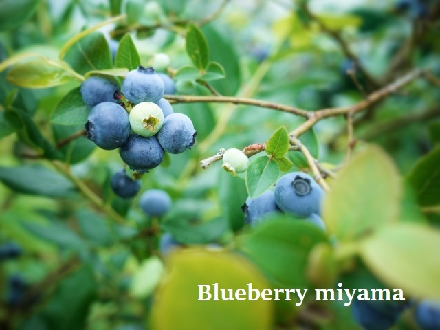blueberry (640x480)