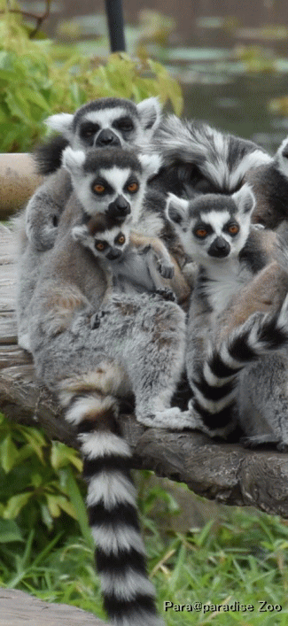 17-Ring-tailed lemur-0509-2