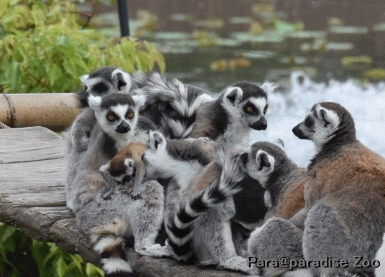 17-Ring-tailed lemur-0509-1