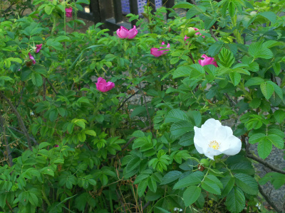 DSC_0275仙台掘川公園のハマナスの花、白とピンク