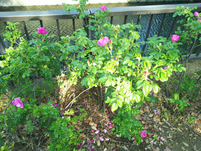 DSC_0264仙台掘川公園のハマナスの花、ピンク_400