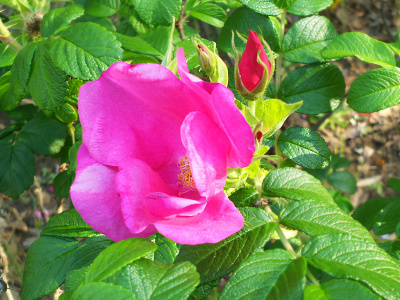 DSC_0266-1仙台掘川公園のハマナスの花、ピンク_400