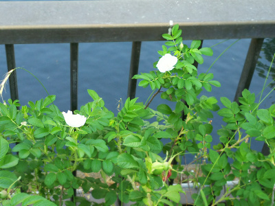 DSC_0271仙台掘川公園のハマナスの花、白_400