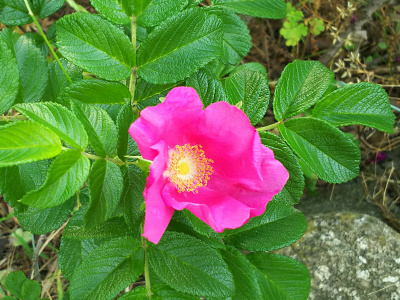 DSC_0270仙台掘川公園のハマナスの花、ピンク_400