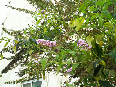 DSC_0601団地の角のフサフジウツギ花と花後_400