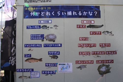魚分類