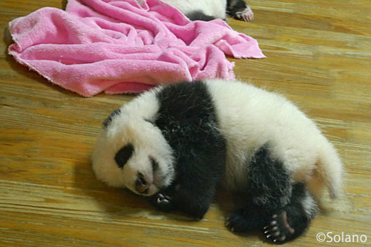 成都パンダ基地、ぐっすり眠る赤ちゃんパンダ