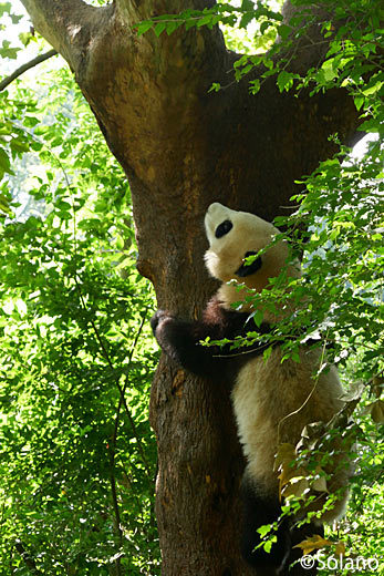 木登りをする子供パンダ