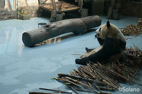 屋内獣舎で竹を食べる子パンダ
