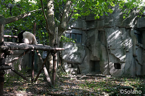 日陰のジャングルジムの上で眠る子パンダ