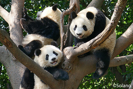成都パンダ基地、木の上でくつろぐ子供パンダ