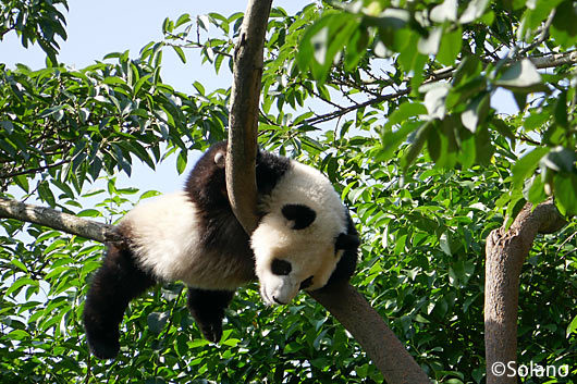 成都パンダ基地、地上10mの木の枝に居る子パンダ
