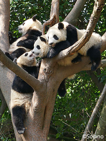 成都パンダ基地、木の上でじゃれあう4匹の子供パンダ