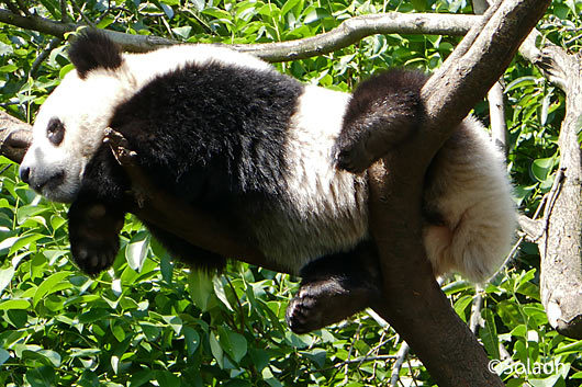 木の上で昼寝する子供パンダ