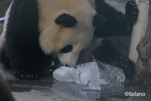 氷の塊を叩き落し食べるパンダ