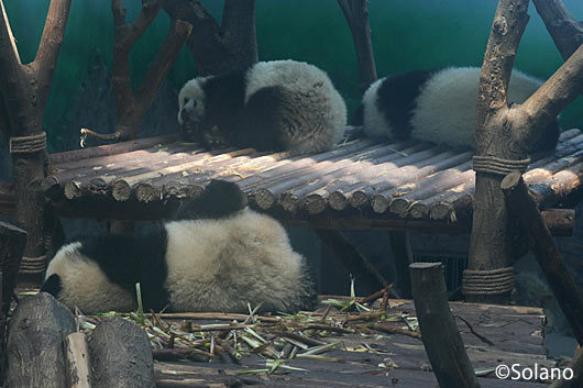 屋内獣舎でお昼ねするパンダ達