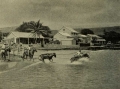 Kailua, Big Island in 1908