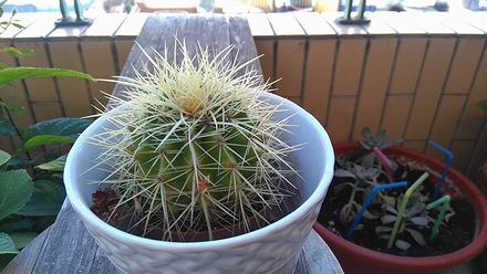 cactus2-1.jpg