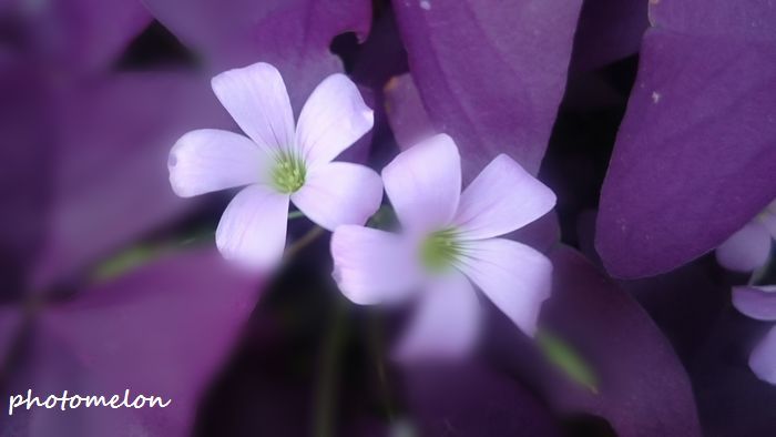 171016オキザリス トリアングラリス紫葉ピンク花