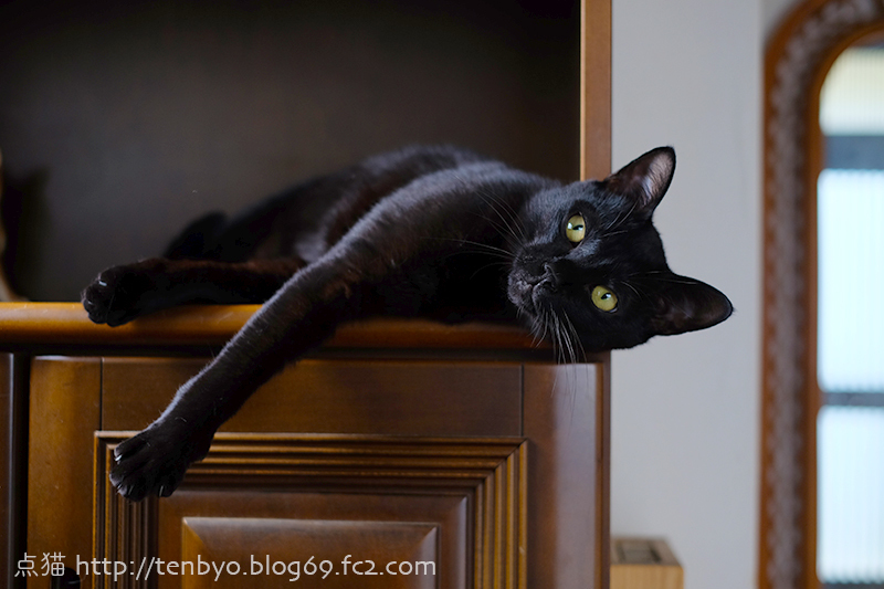うちのかわいい黒猫を綺麗に撮る 点猫 Blog 大阪の日曜猫写真家の猫写真