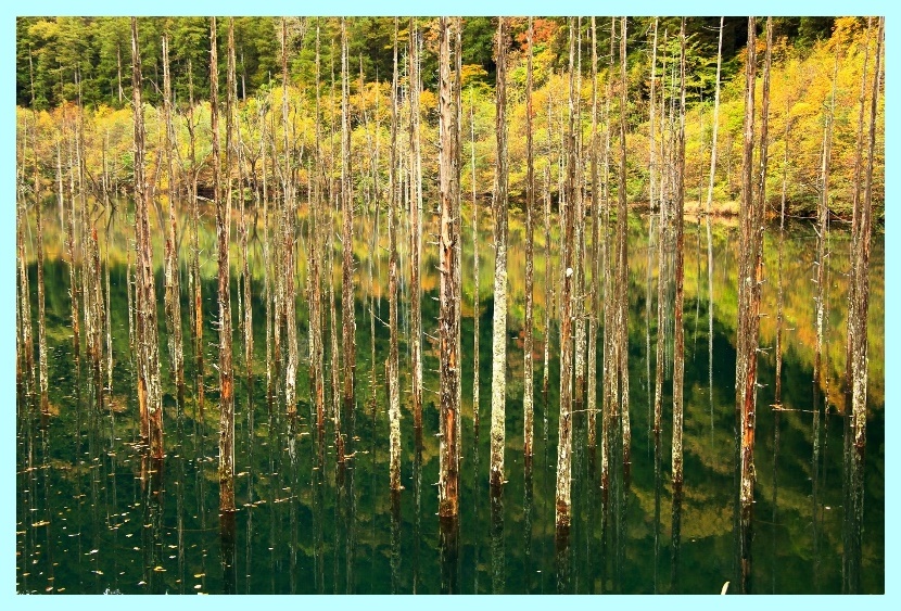 自然湖：枯れ木のカーテン (800x533)